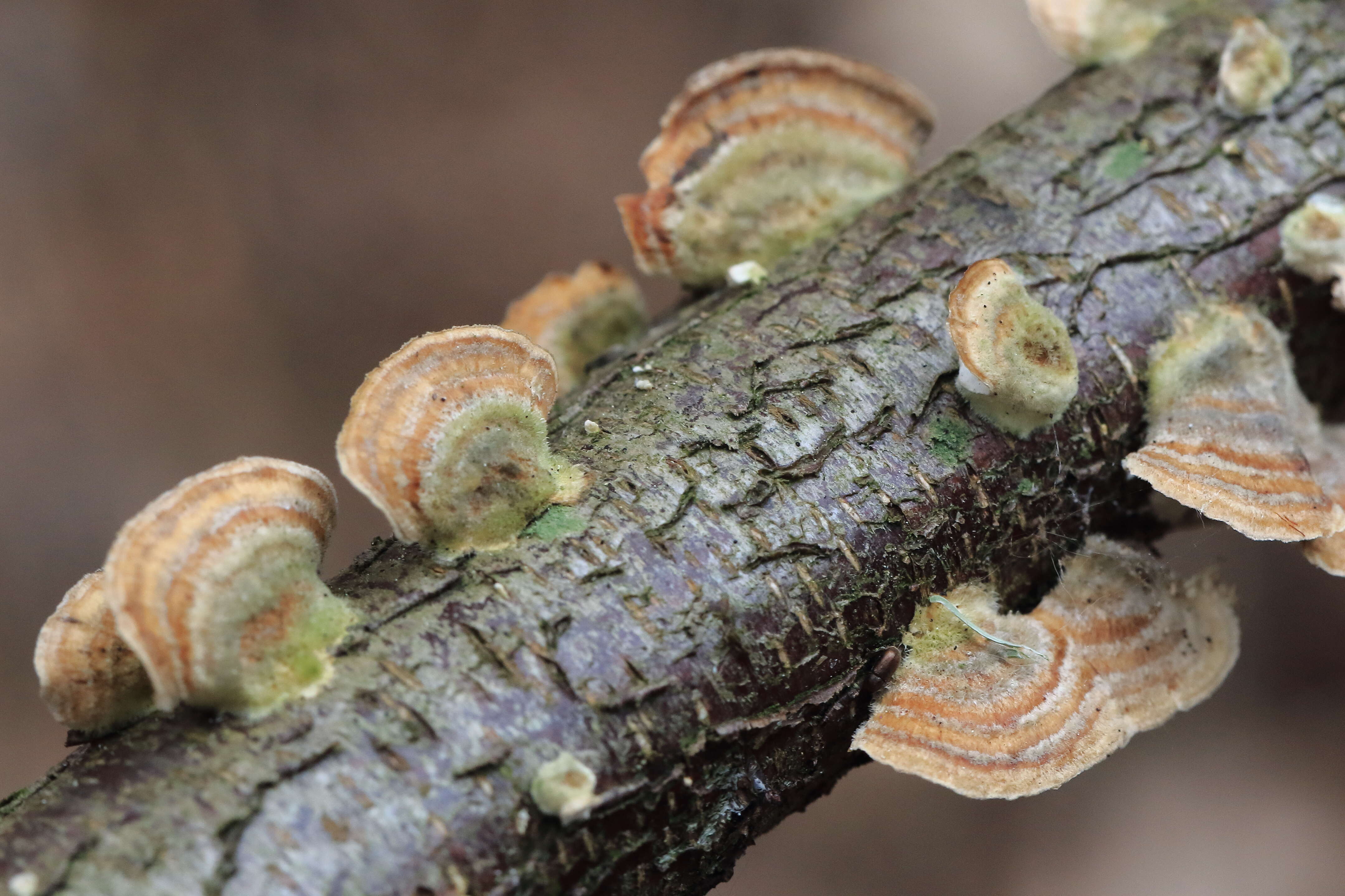 Image of Trametes hirsuta (Wulfen) Lloyd 1924