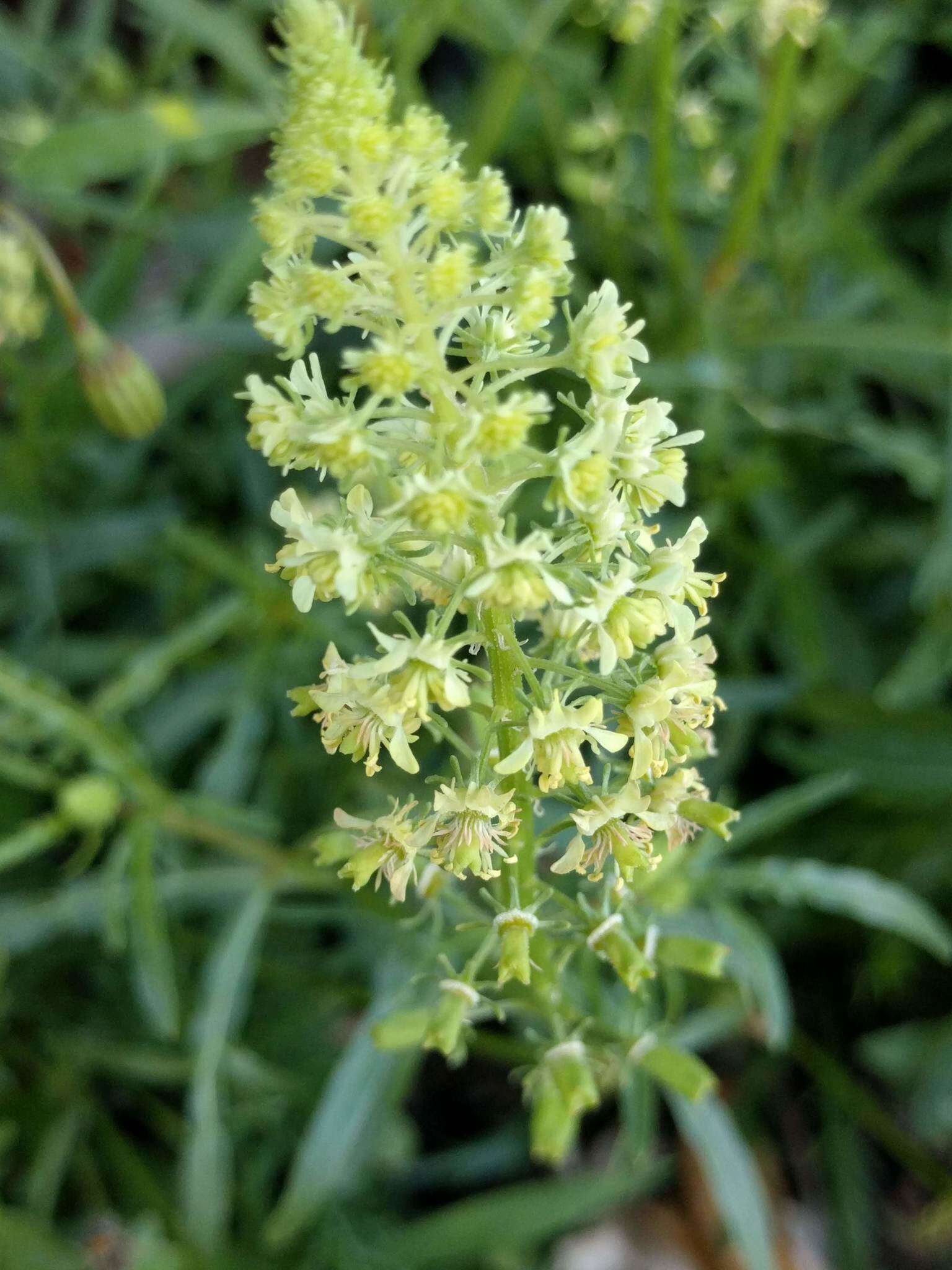 Слика од Reseda lutea L.