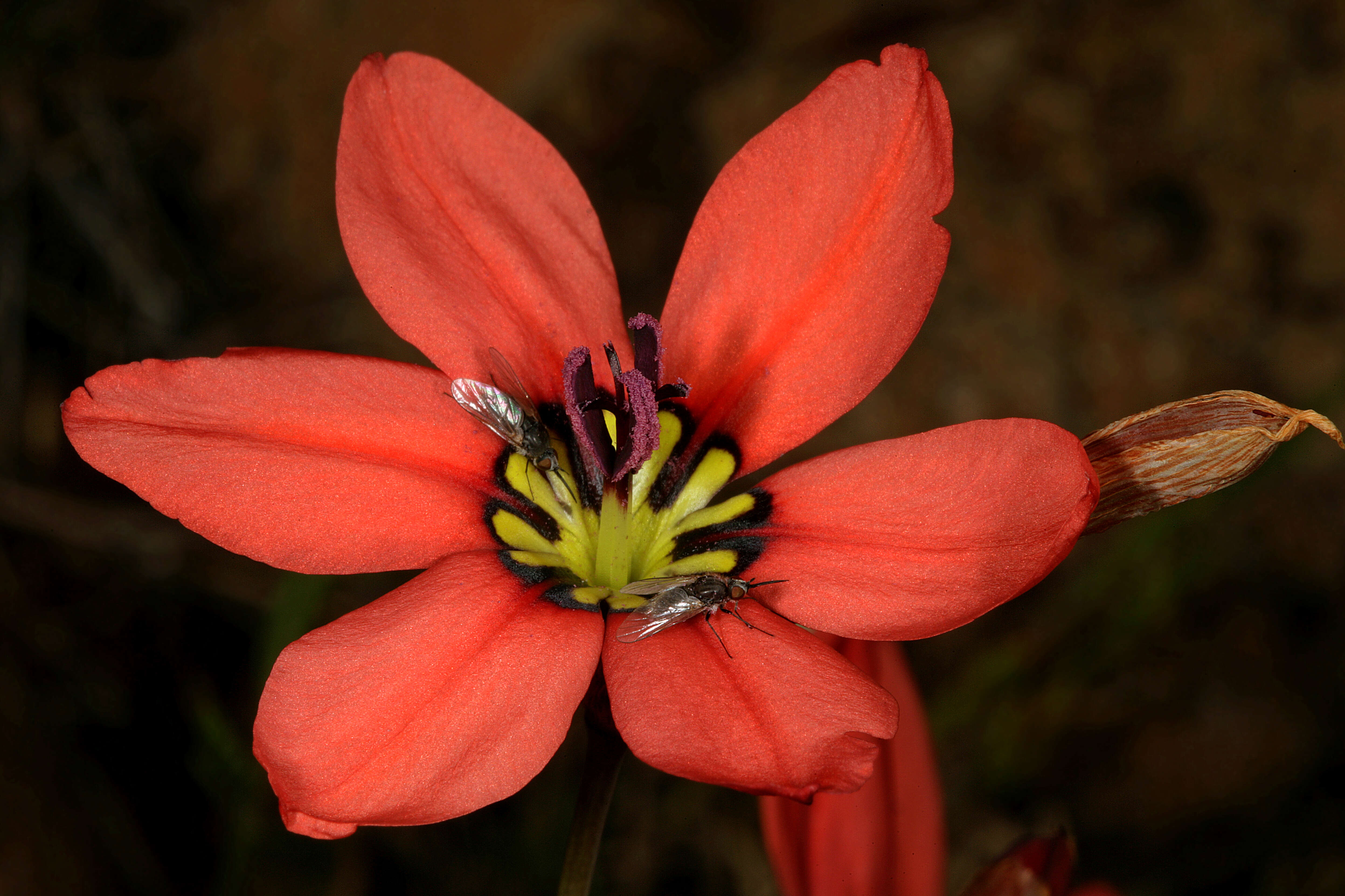 Image of Sparaxis pillansii L. Bolus