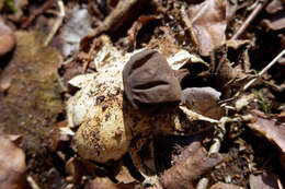 Image of Beaked Earthstar