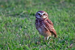 Image of Burrowing Owl