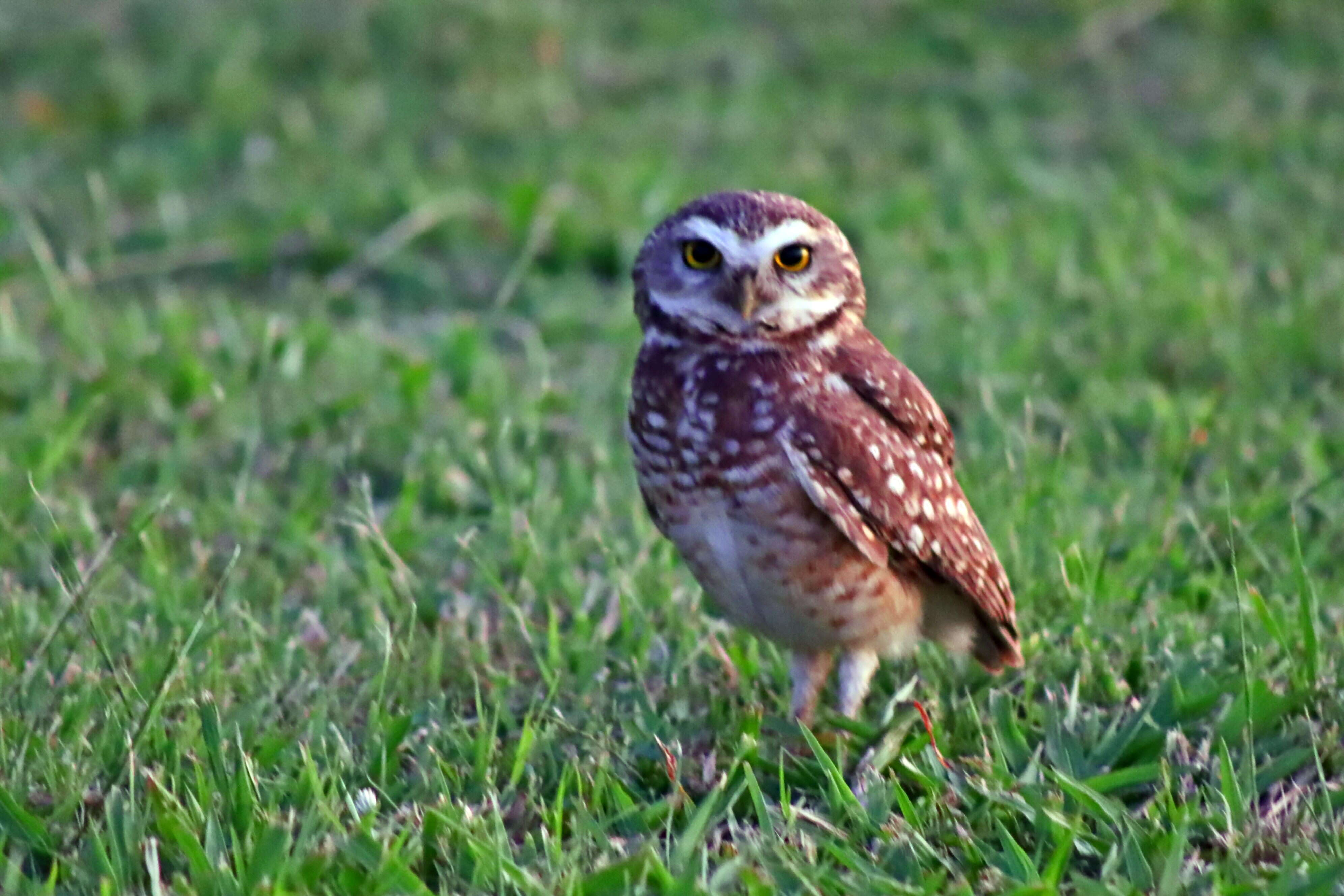 Image of Burrowing Owl