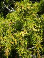 Image of Prickly Juniper