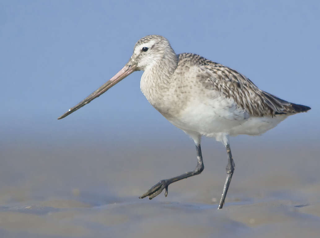 Image of Bar-tailed Godwit