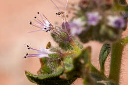 Image of scorpionweed