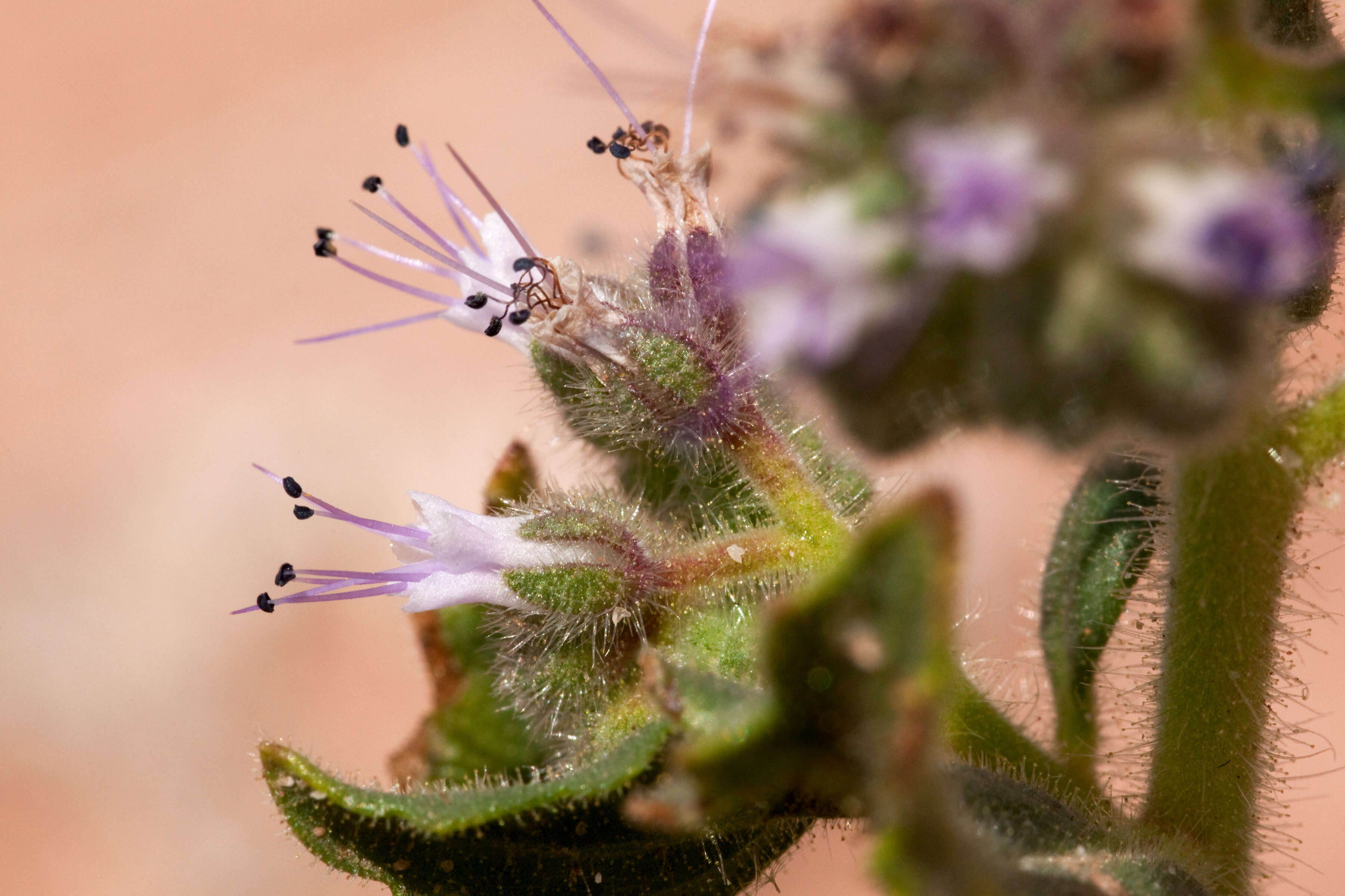 Image of scorpionweed