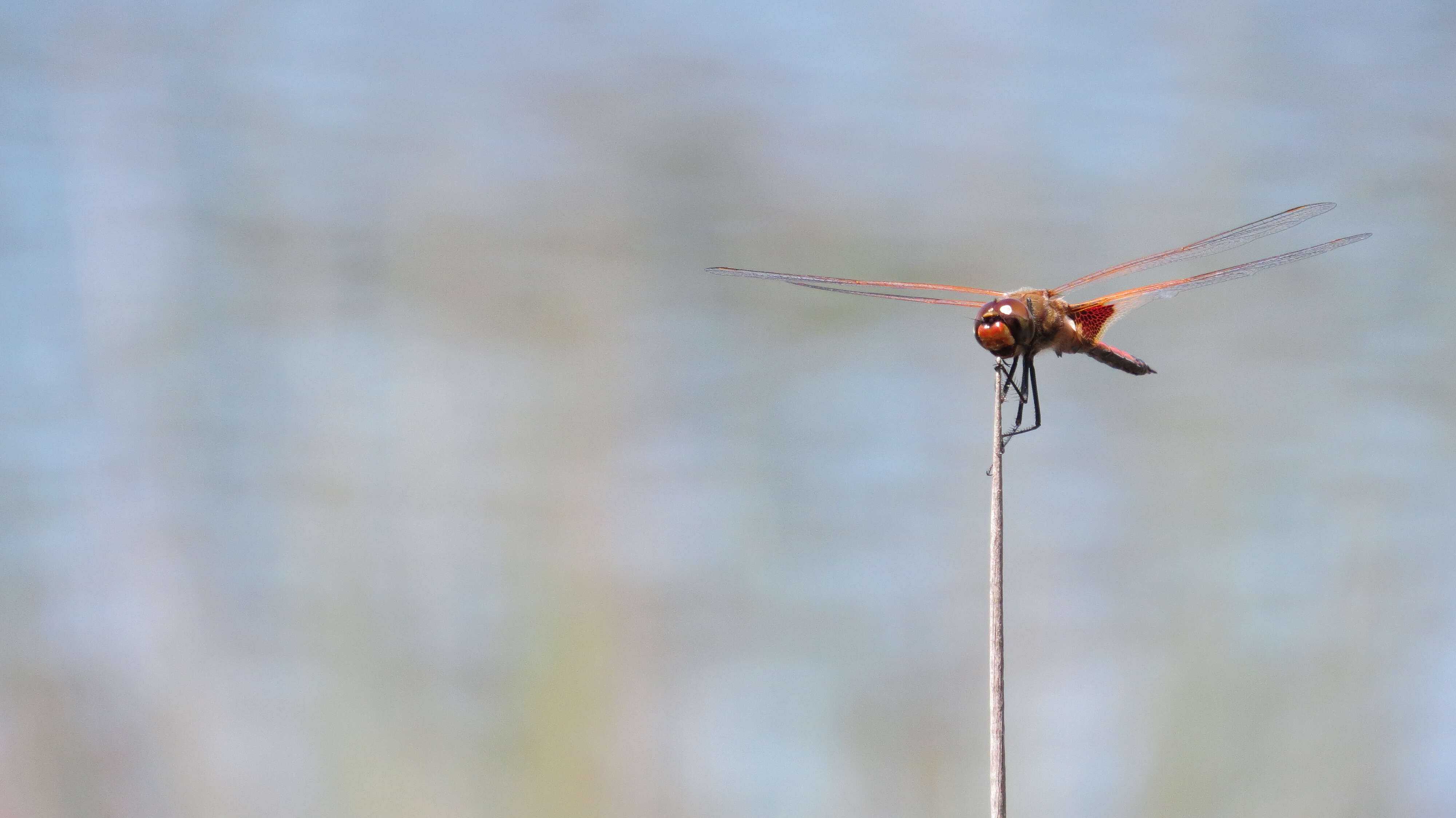 Image of Common Glider