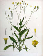 Image of smallflower hawksbeard