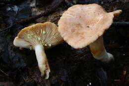 Image of Lactarius chrysorrheus Fr. 1838