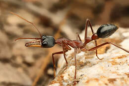 Image of Myrmecia nigriceps Mayr 1862