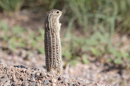 Image of thirteen-lined ground squirrel