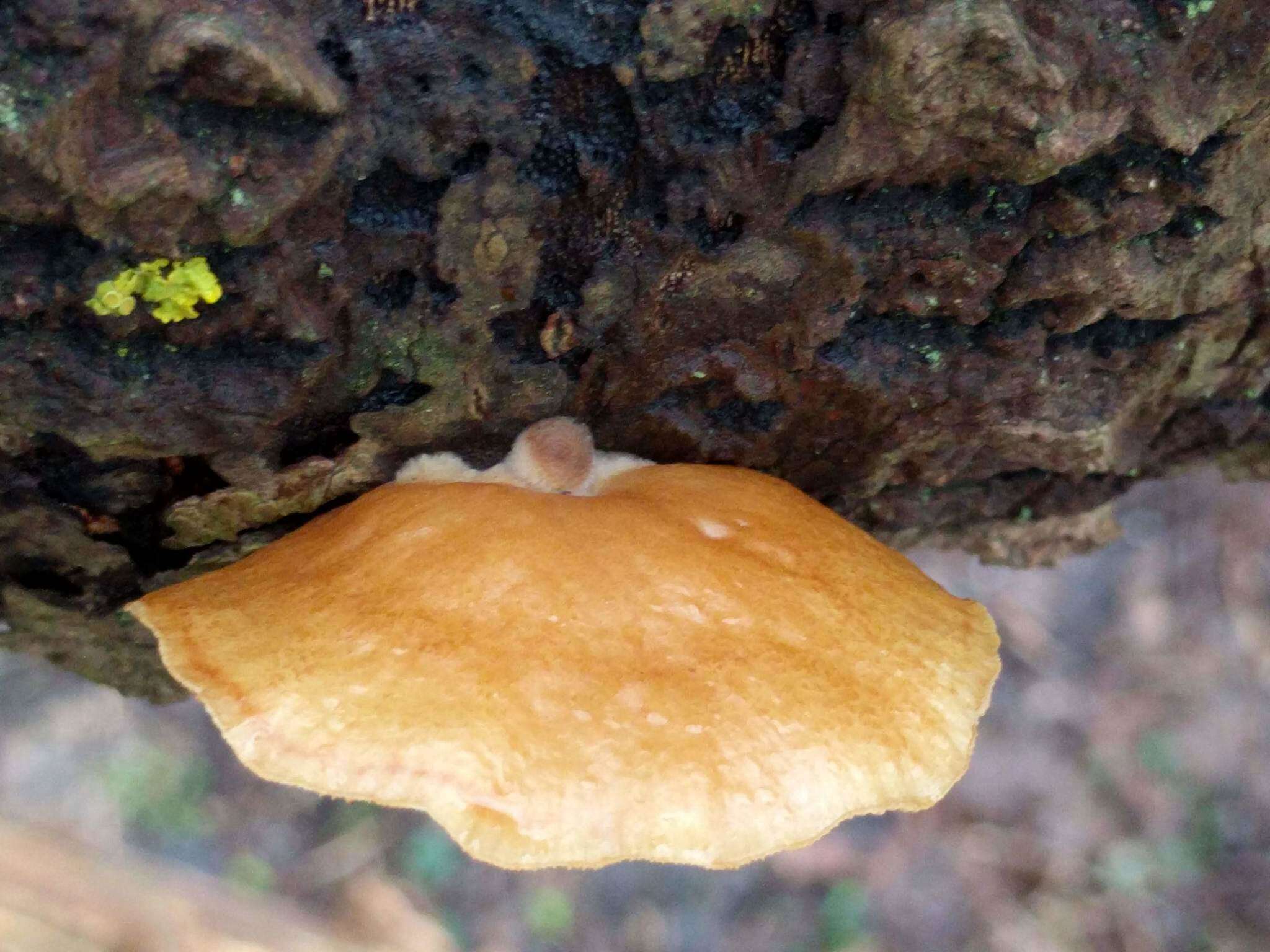 Image of Crepidotus mollis (Schaeff.) Staude 1857