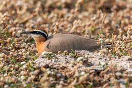 Image of Indian Courser