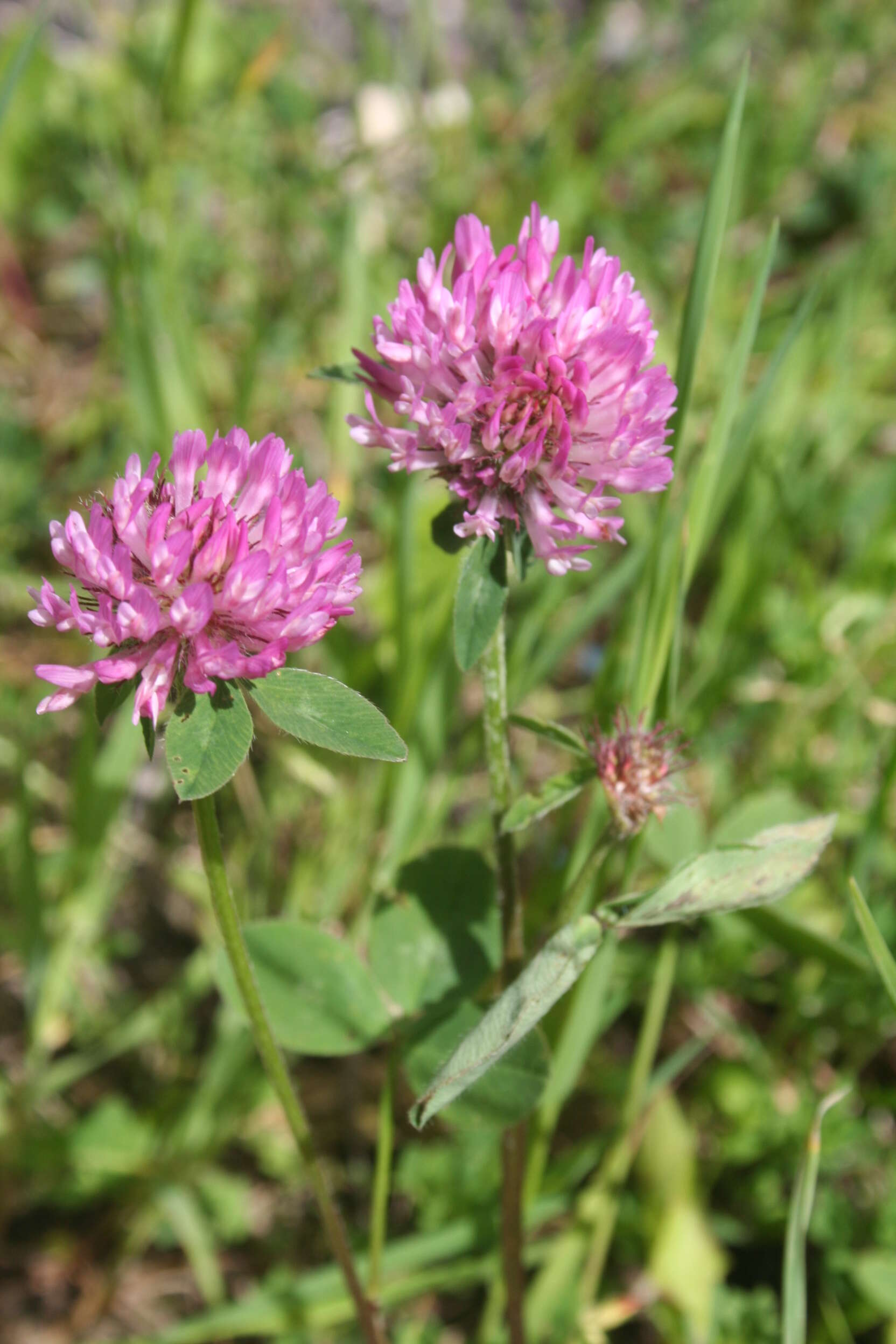 Image of Red Clover