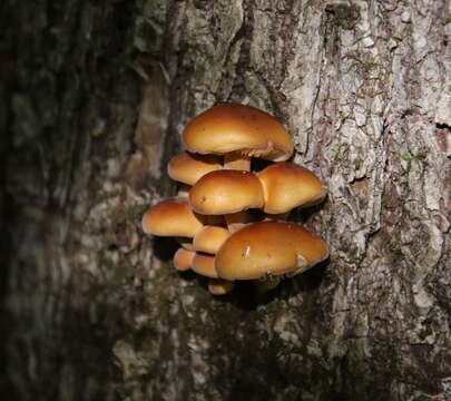 Plancia ëd Flammulina velutipes (Curtis) Singer 1951