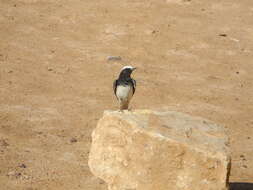 Image of Hooded Wheatear