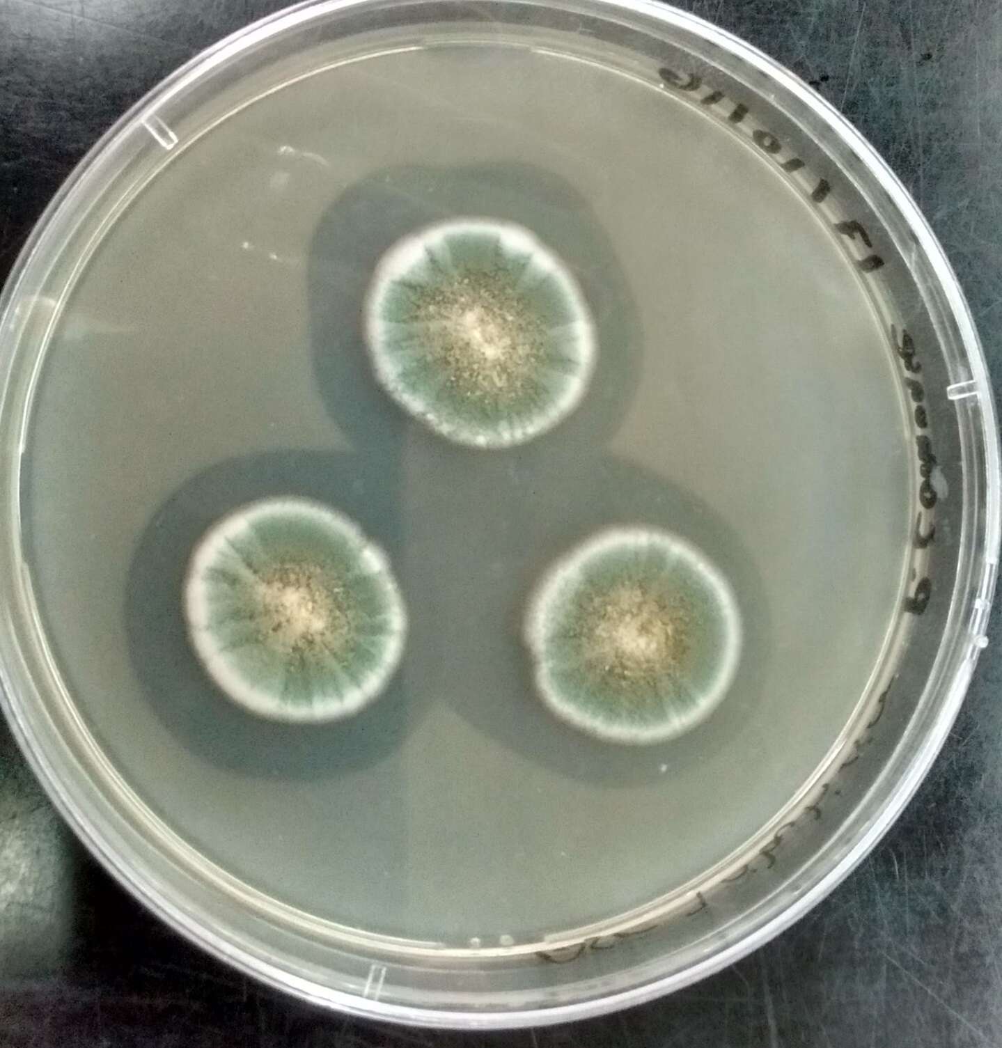 Image of Penicillium