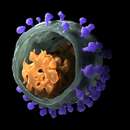 Image of Simian immunodeficiency virus