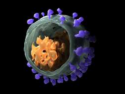 Image of Simian immunodeficiency virus