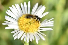 Image of seaside fleabane