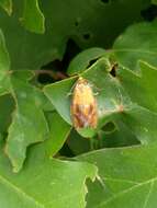 Image of leches twist moth