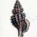 Image of Asperdaphne albovirgulata (Souverbie 1860)
