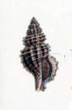 Image of Asperdaphne albovirgulata (Souverbie 1860)