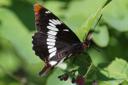 Image of Lorquin's Admiral