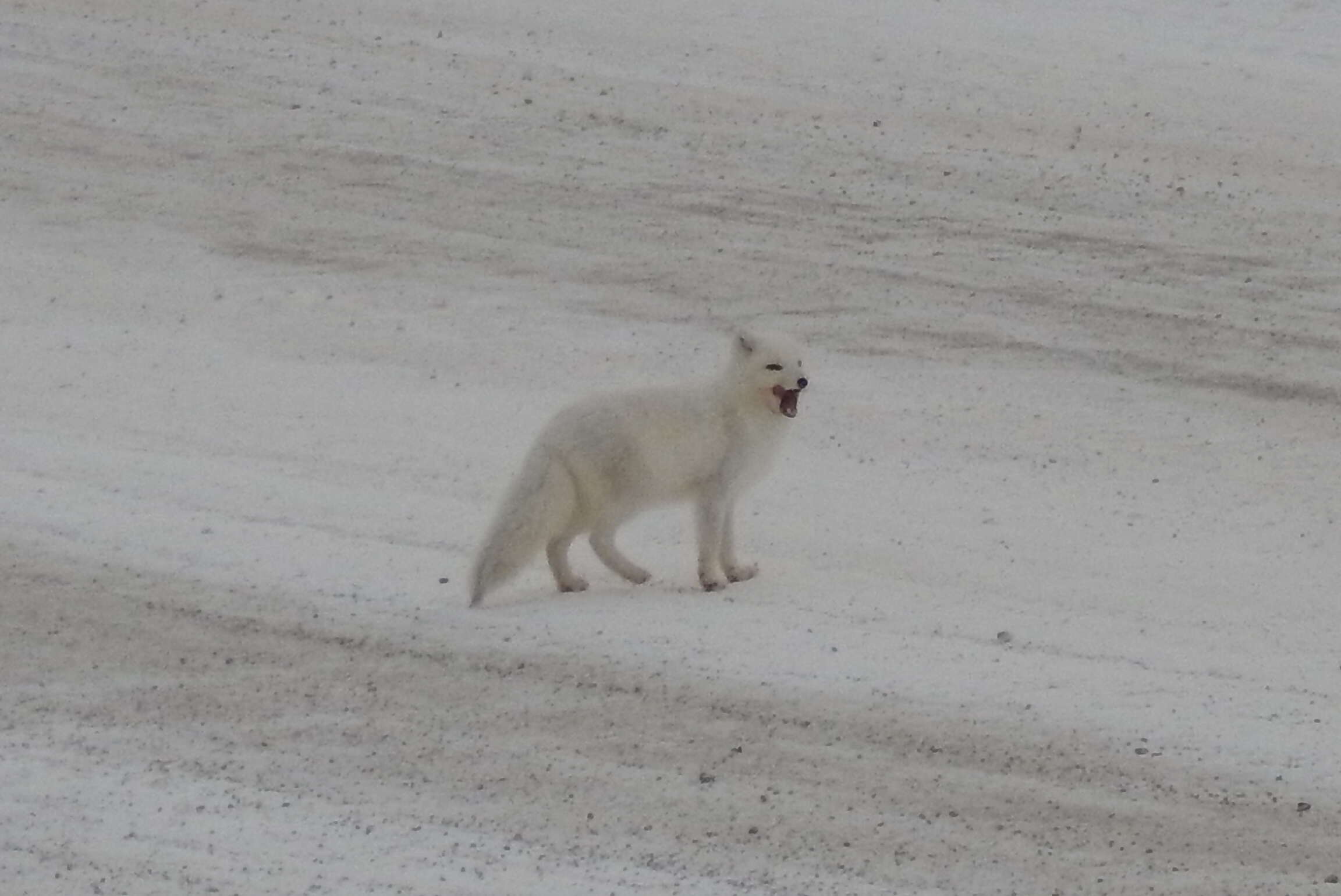 Image of Arctic Fox