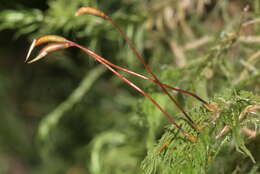 Image of delicate thuidium moss