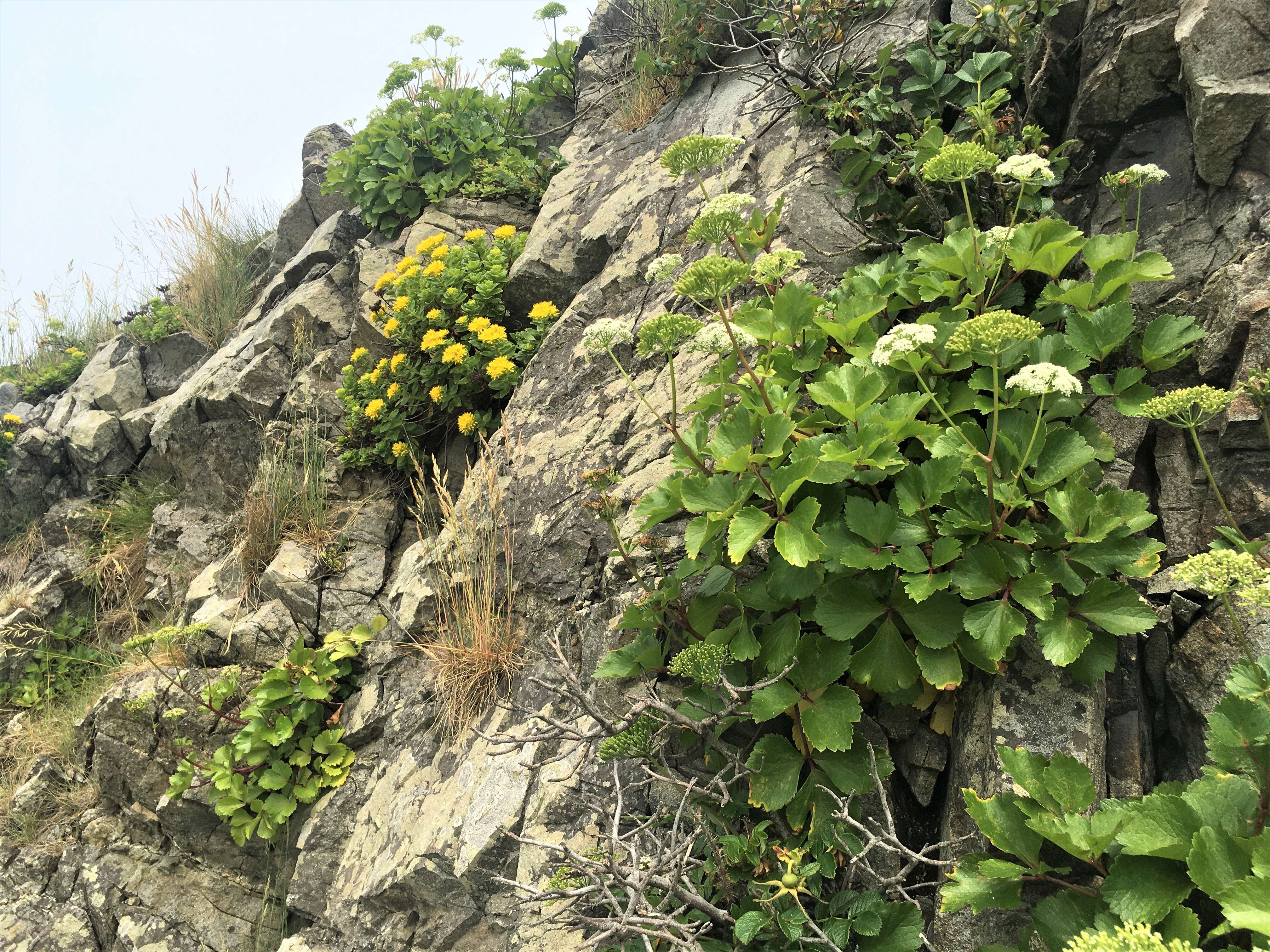 Ligusticum scoticum L. resmi