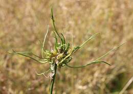 Image of wild garlic