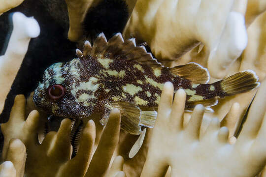 Image of Coral scorpionfish