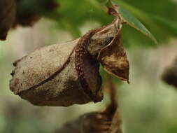 Image of Oak Leaf-roller