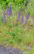 Imagem de Salvia pratensis L.