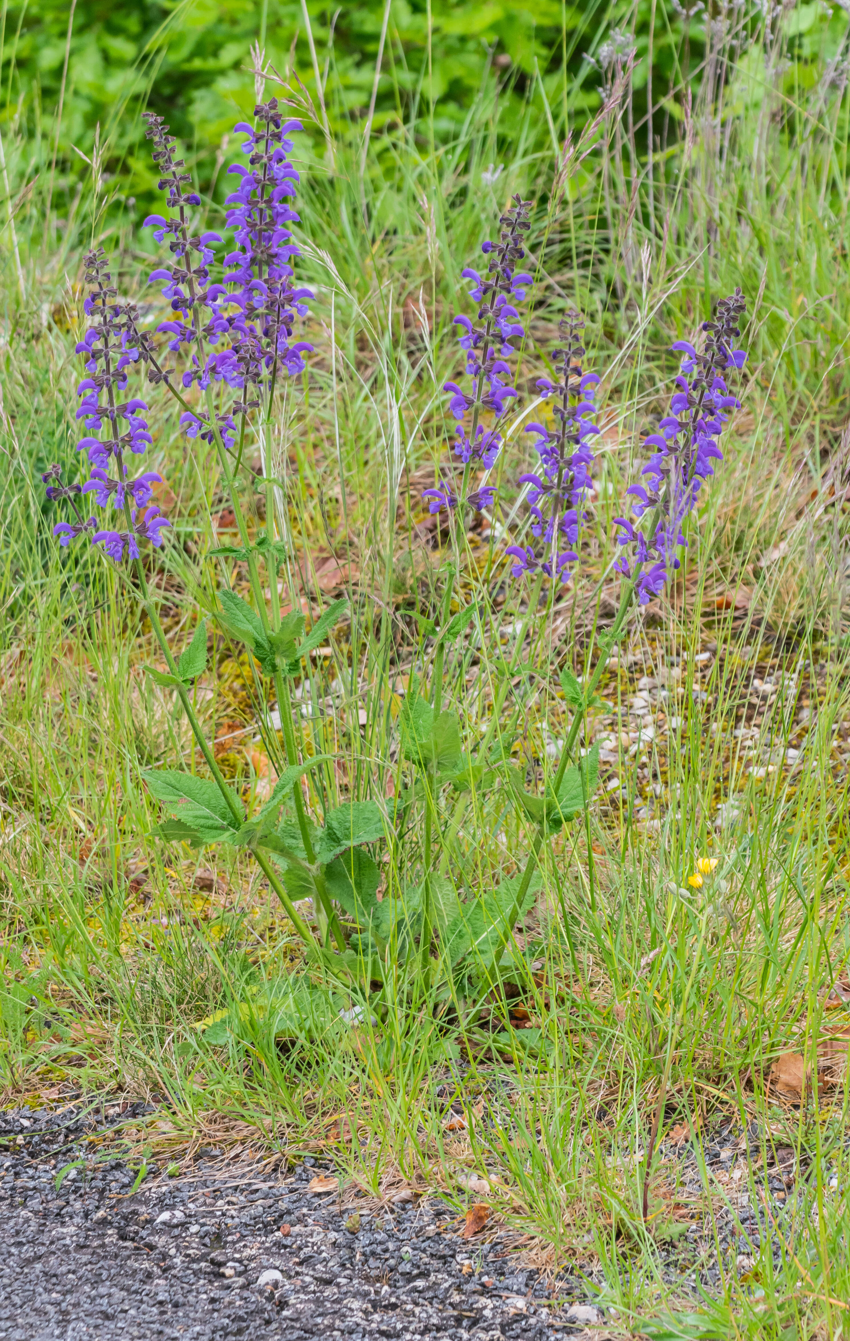 Imagem de Salvia pratensis L.