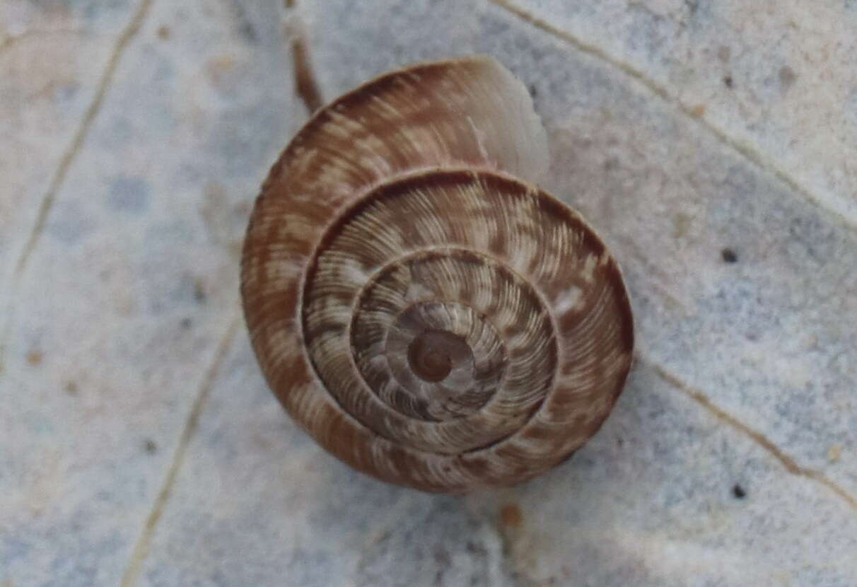 Image of Candidula intersecta