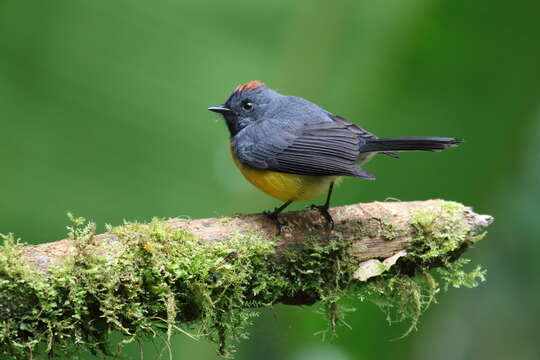 Image of Slate-throated Whitestart