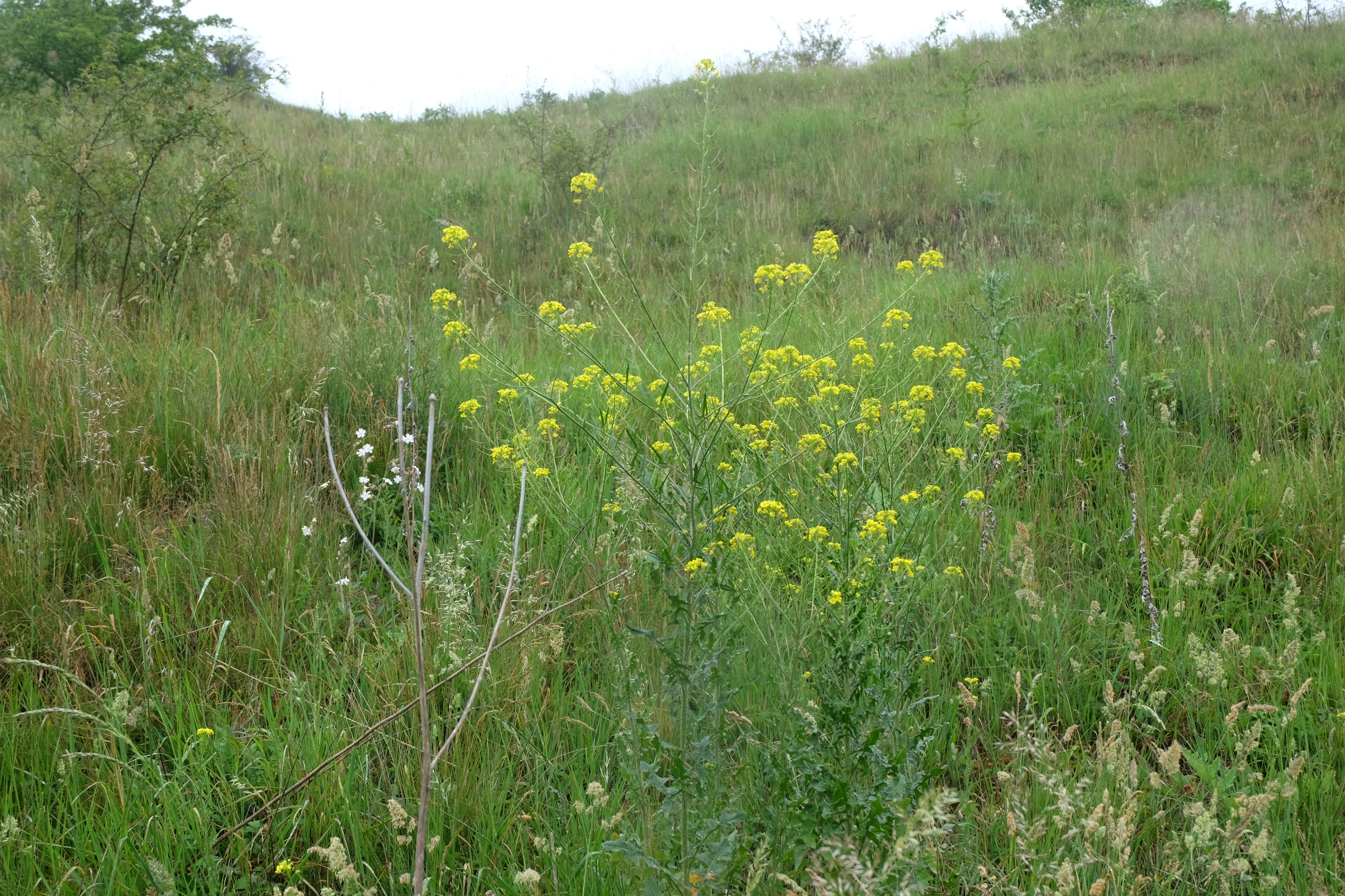 Imagem de Sisymbrium loeselii L.