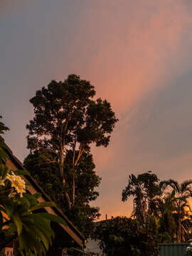 Image of firewheel tree