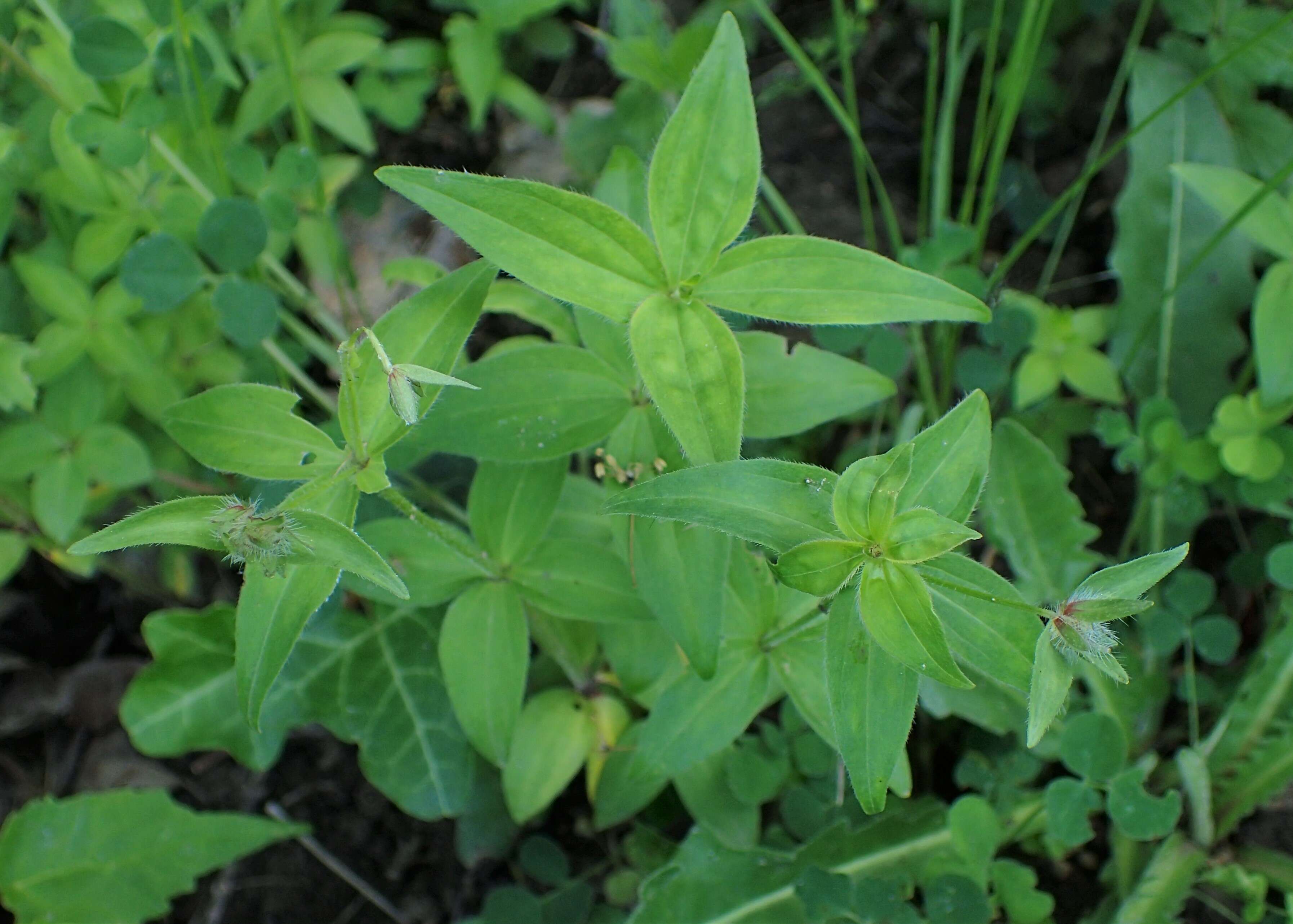 صورة Asperula taurina L.