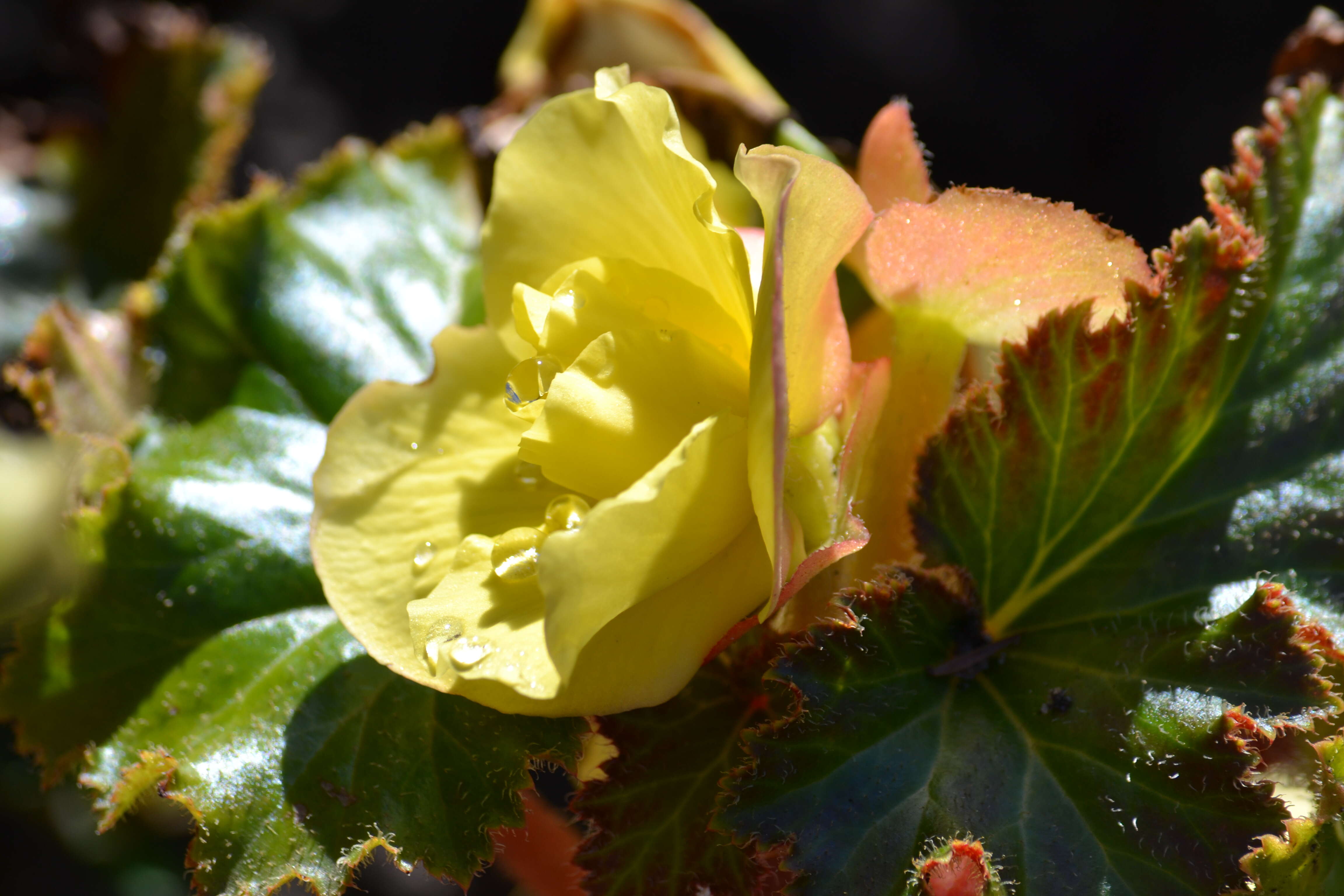 Image of Begonia tuberhybrida Voss