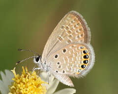 Image of Oriental Grass Jewel