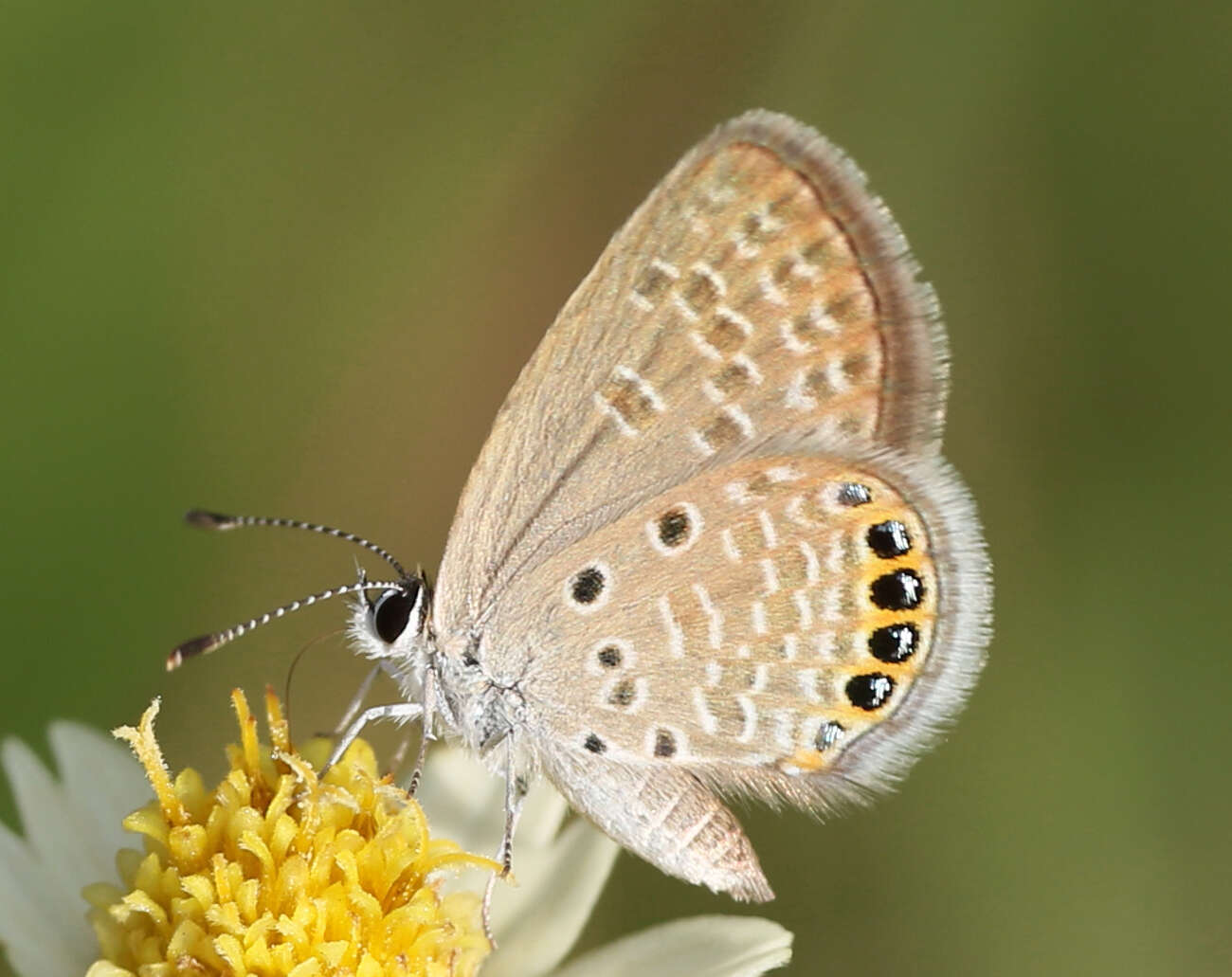 Image of Oriental Grass Jewel