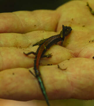 Image of Eastern Red-backed Salamander