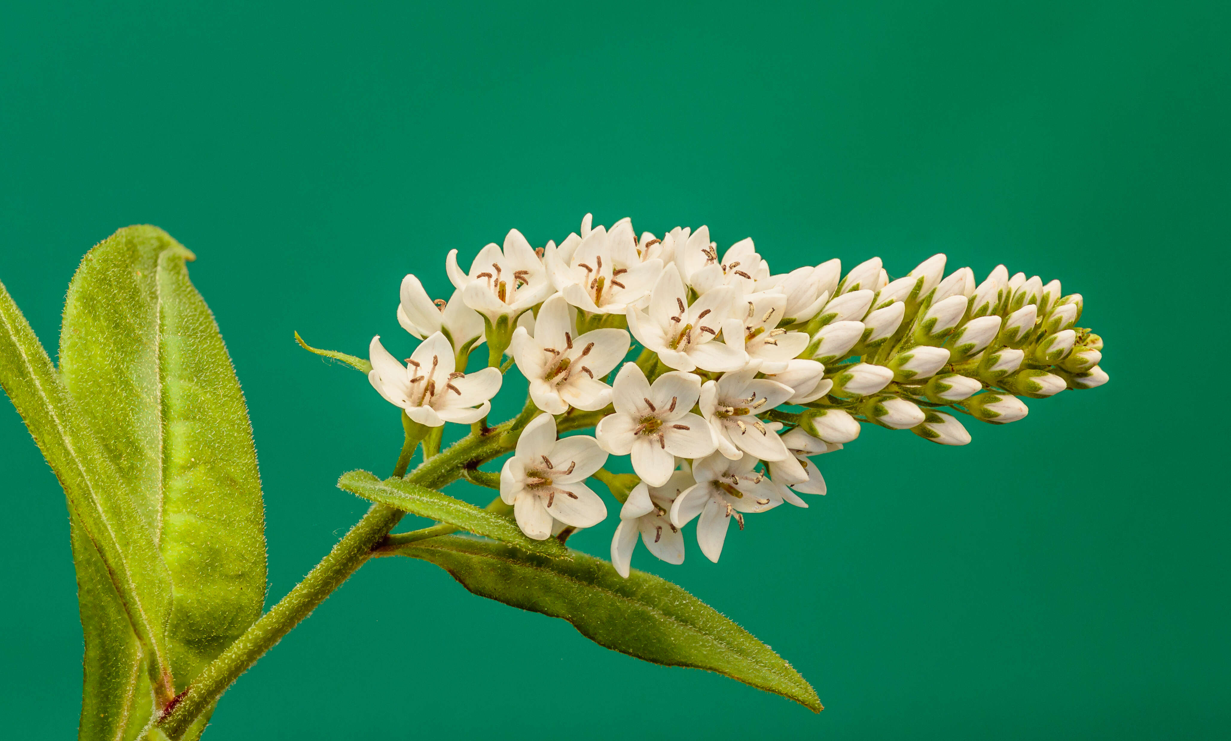 Image of gooseneck yellow loosestrife