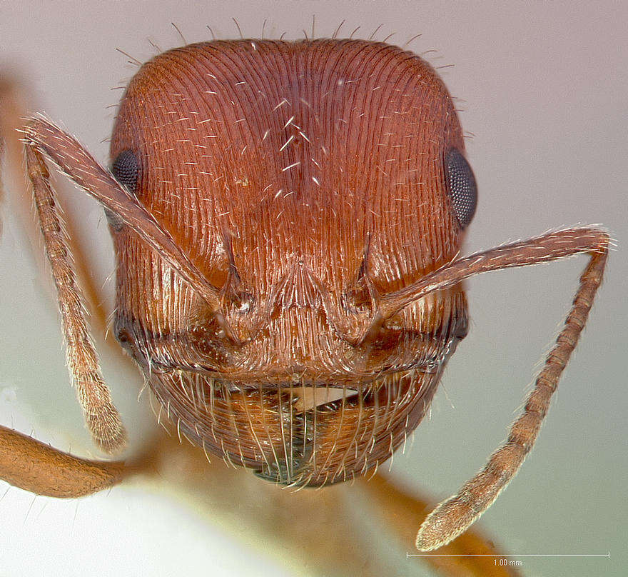 Plancia ëd Pogonomyrmex subnitidus Emery 1895