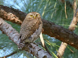 Image of Asian Barred Owlet