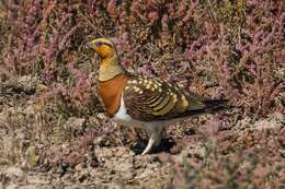 Image of Pin-tailed Sandgrouse