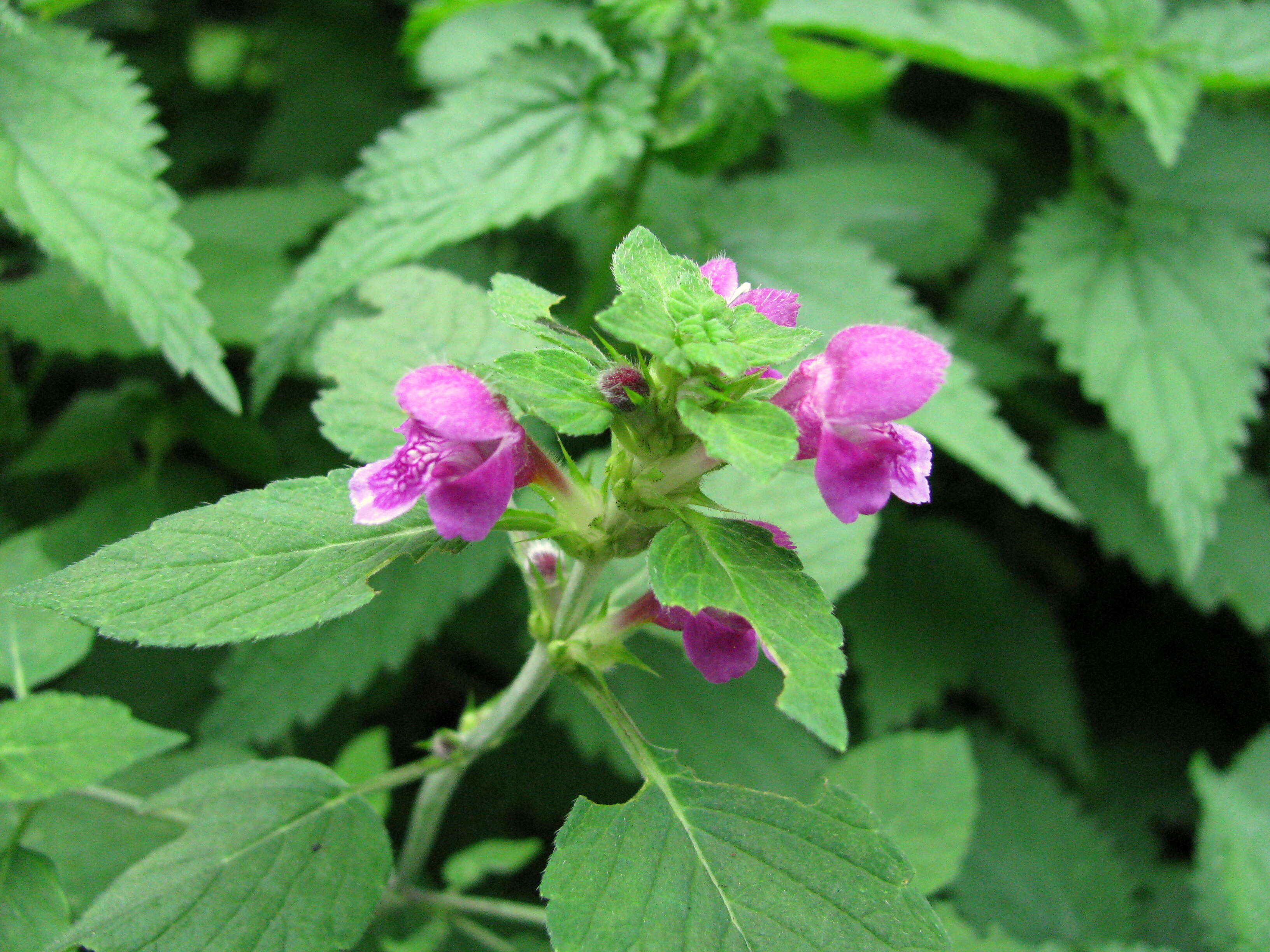 Image of Downy Hemp Nettle